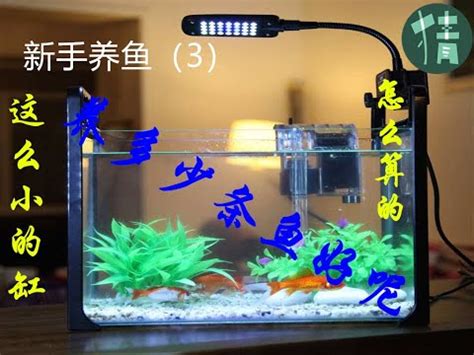 魚缸養幾隻魚比較好